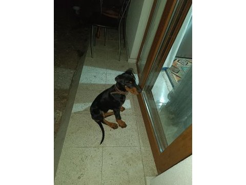 2.5 aylık dişi safkan doberman yavrusu