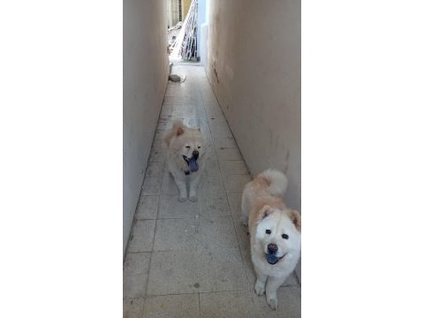 Chow chow köpeği