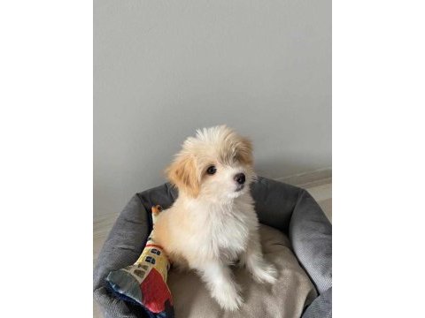 3.5 aylık maltipoo eğitimli aşıları tam