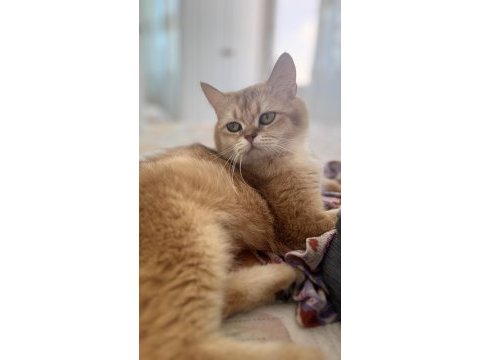 15 aylık ny12 dişi british shorthair