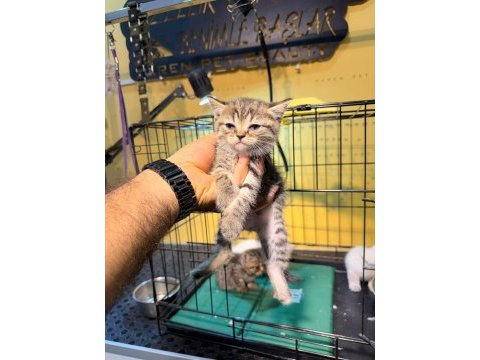 Uygun british shorthair yavrular