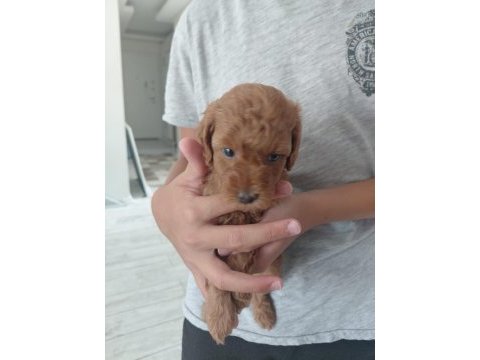 Sağlıklı dişi poodle yavrular 45 günlük kuşadası