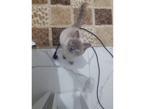 British shorthair kısır kedimiz için yuva arıyoruz