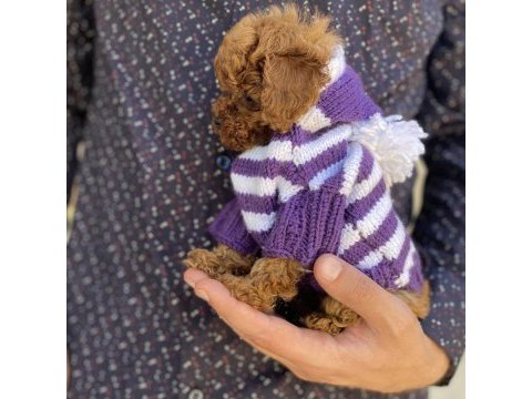 Sevimli toy poodle yavrular
