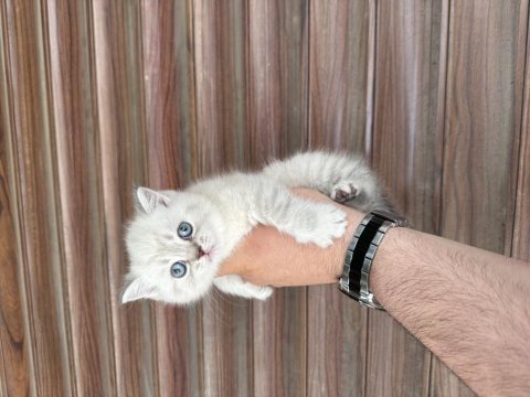 Sağlıklı wc eğitimli kedimiz