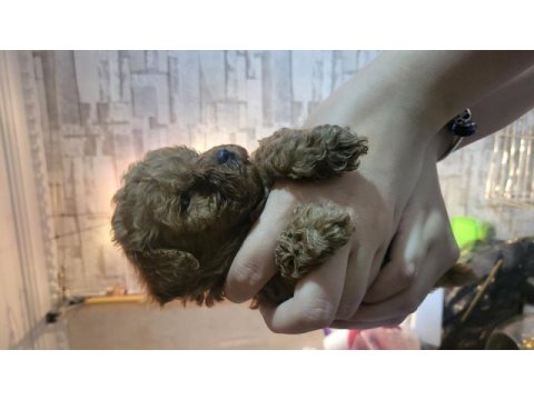 Teacup toy poodle yavrularımız