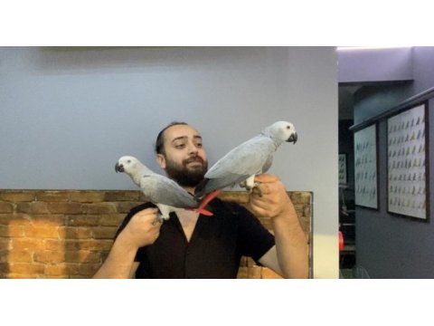 100 kelime konuşan evcil jako papağanlarım