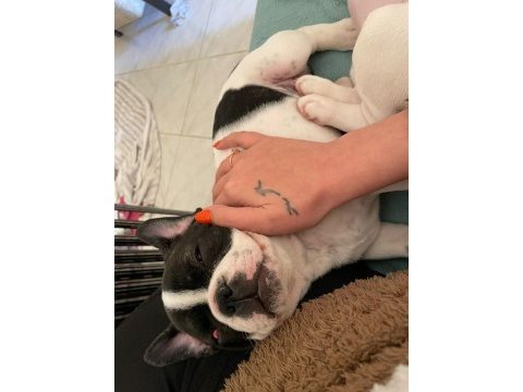 Anne altından orjinal baby face fransız bulldog