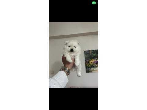 Ayı surat pomeranian beyaz yavrular
