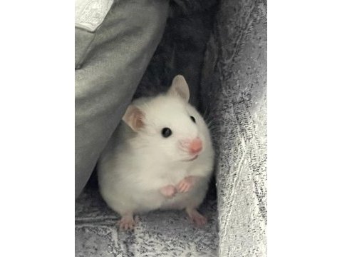 Dişi hamster acil yuva ücretsiz