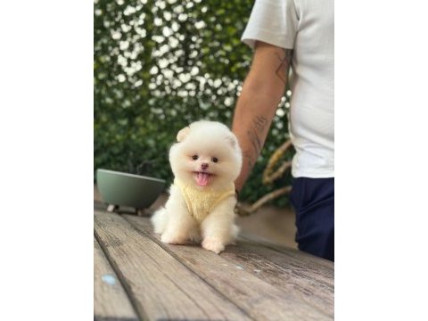 Sağlık ve ırk garantili pomeranianlar