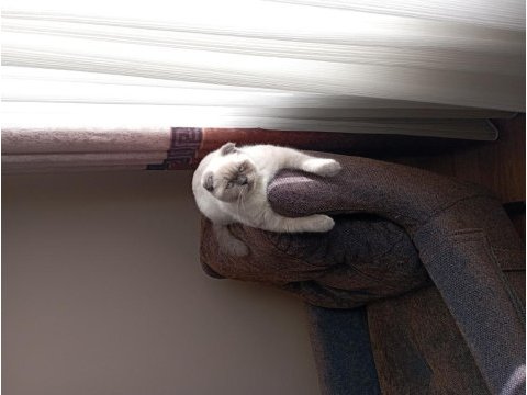 1 buçuk yaşında scottish fold kızımıza yuva arıyoruz