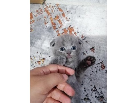 Scottish fold yavru