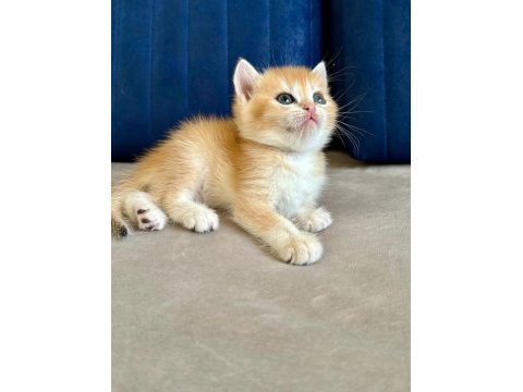 British shorthair erkek golden bebekler