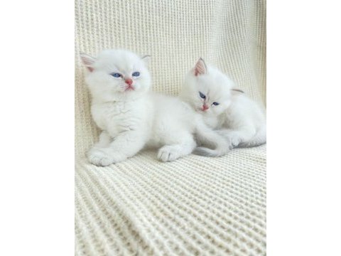 Ny1133 erkek yavru british shorthair