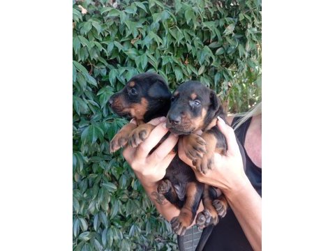 Irk ve sağlık garanti doberman yavrularım