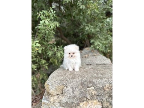 Yavru pomeranian köpeğimiz sağlık ve ırk garantilidir