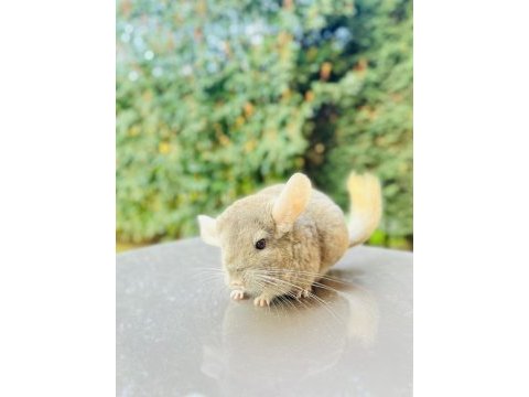Açık bej (light tan) çinçila / chinchilla