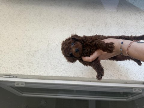 En koyu özelini isteyene dark kore poodle yavrularım