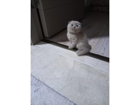 Disi lilac british shorthair yavrular