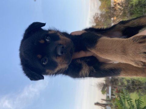 Üst kalite rottweiler yavrular