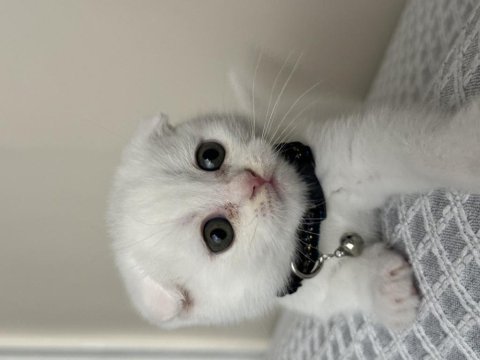 Beyaz scottish fold yavrum