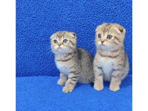 Teslime hazır mükemmel bir scottish fold yavrular