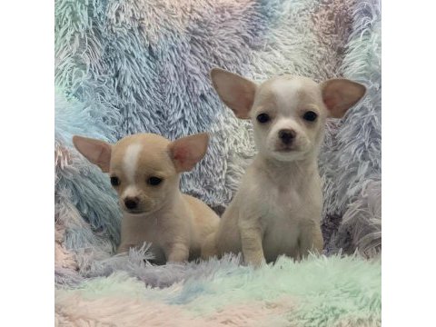 Dünya tatlısı chihuahua yavruları