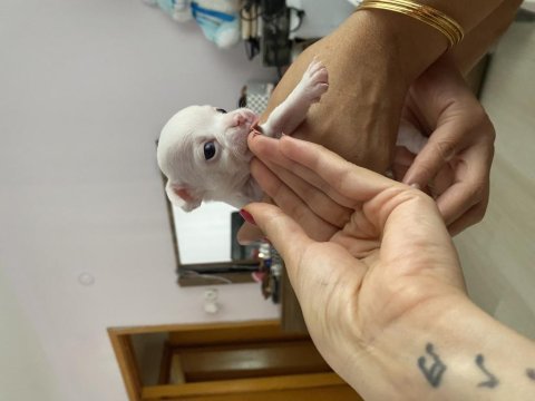 1 aylık chıuahualarımı sahiplendiriyorum aciiil