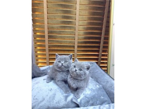 Safkan british shorthair bebekler
