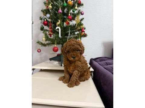 Mükemmel toy poodle dişi yavrumuz yeni ailesini aramakta