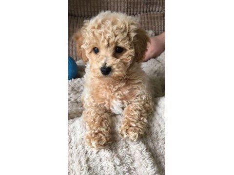 2 aylık toy poodle her şeyi ile vereceğim