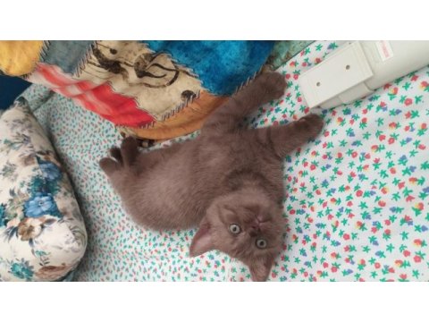 Sevgi dolu oyuncu british shorthair