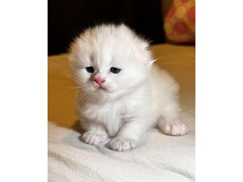 Scottish fold yavrularımız ayı surat