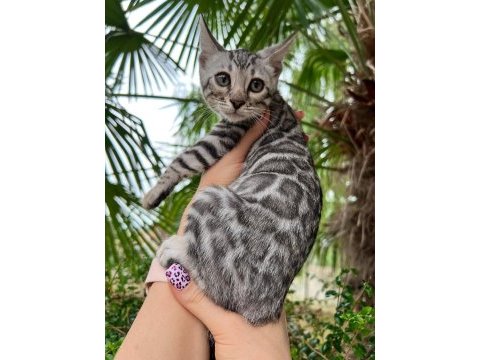 Silver bengal yavruları ( faturalı) 