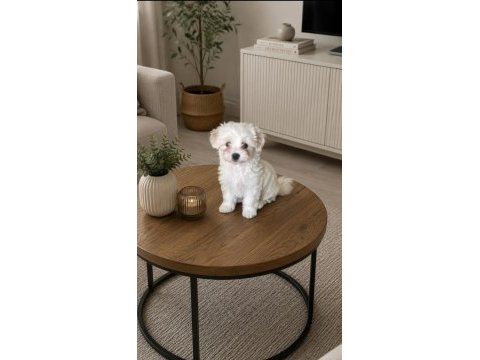 Orijinal terrier yavrular ırk sağlık garantili