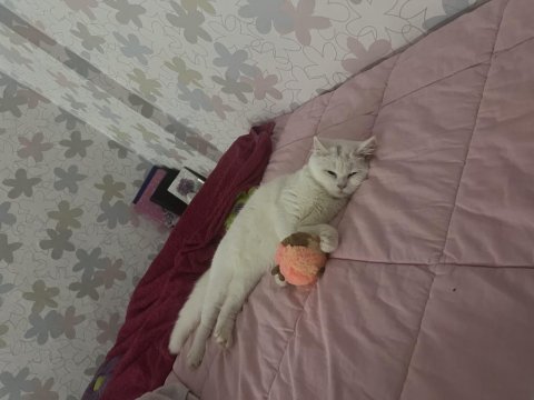 11 aylık kedimizi sahiplendirme
