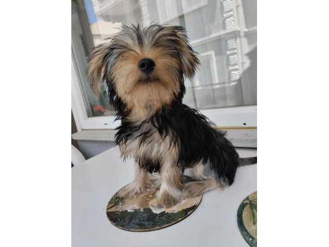 Yorkshire terrier yavrularımız