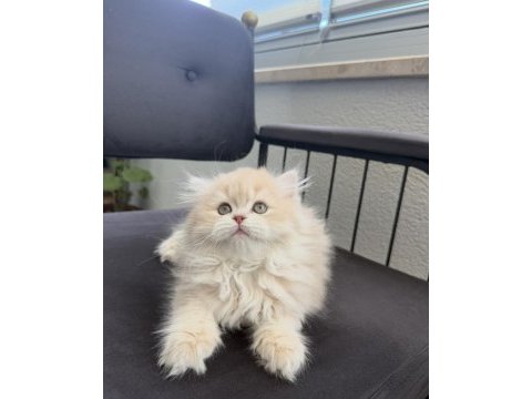 Cy12 çikolata golden yavru british longhair