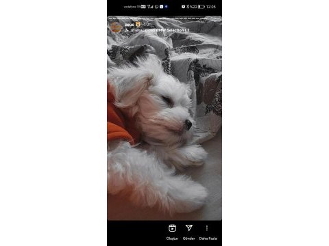 6 aylık köpeğimiz zeusu muzu mutlu bir yuva