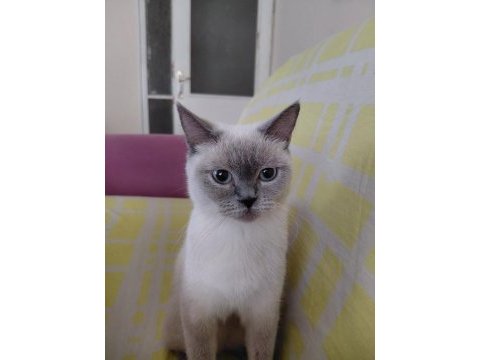 Scottish fold evcil
