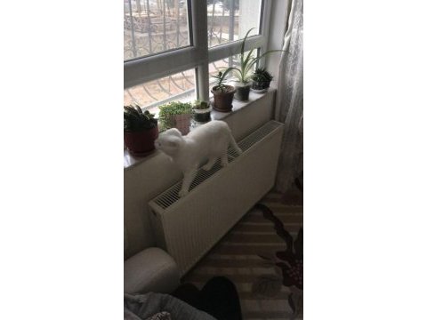 1 yaşında scottish fold