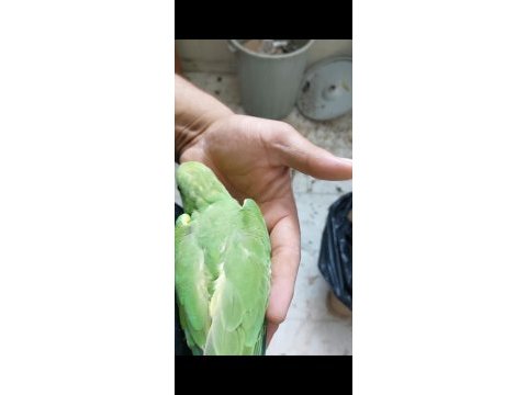 Ele kola alıştırmalık konuşturmalık yavru pakistan