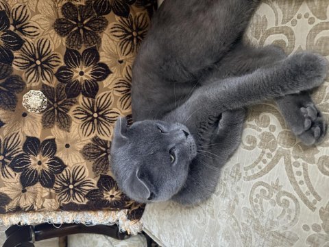 British shorthair kedisi