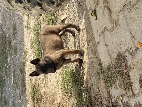 Irk ve sağlık garantili belçika kurdu yavrular