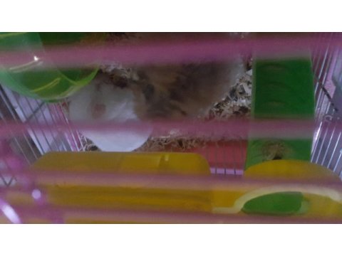 Yetişkin hamster suriye
