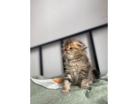 Golden scottish fold yavrular