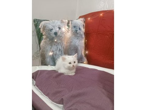 Kar topu british shorthair bebek
