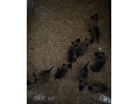 Belçika malinois safkan