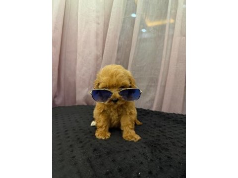 Redbrown maltipoo 